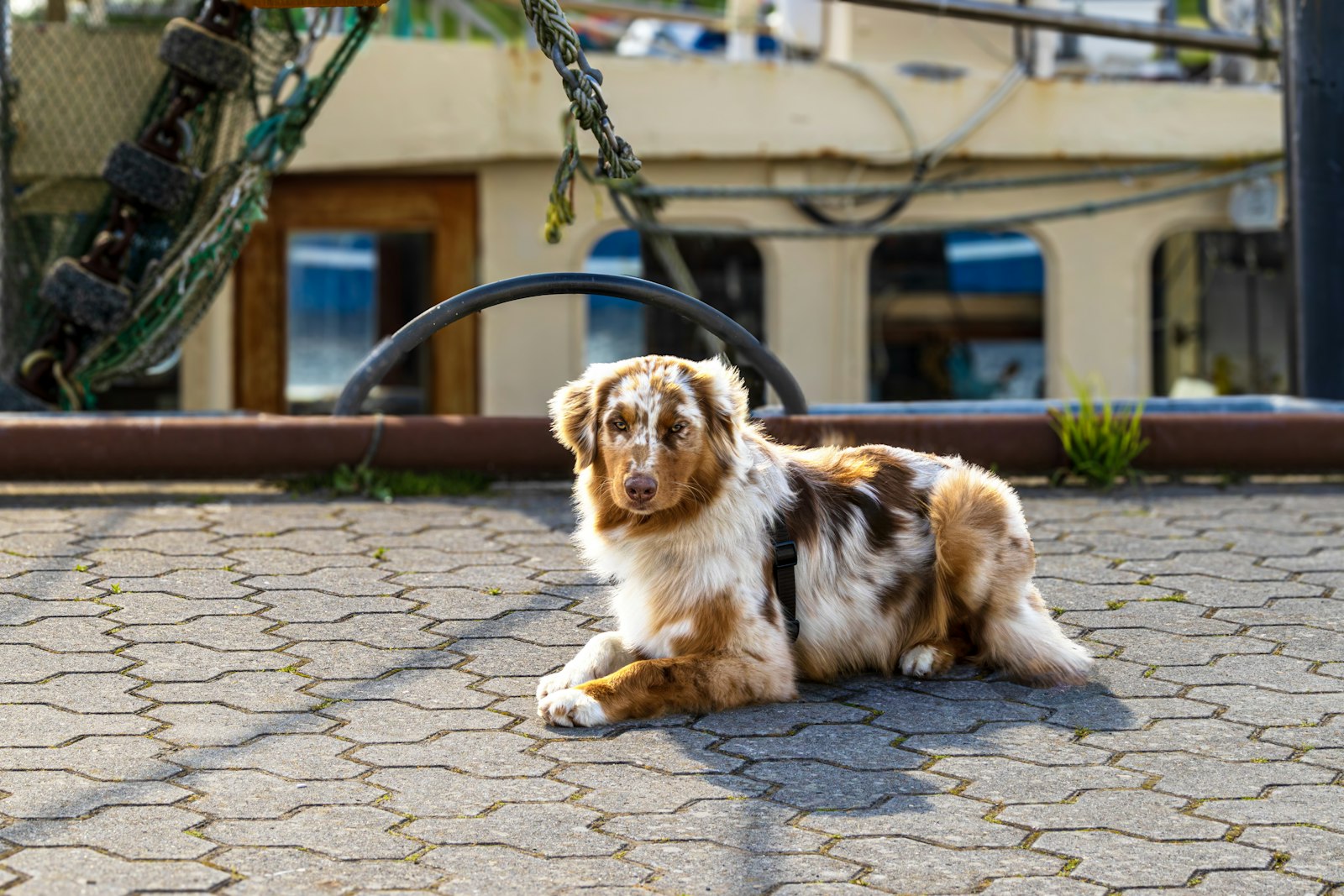 How to Choose Dog Training in Union City When You Need Results That Carry Into Real Life